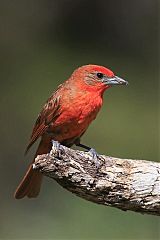 Hepatic Tanager